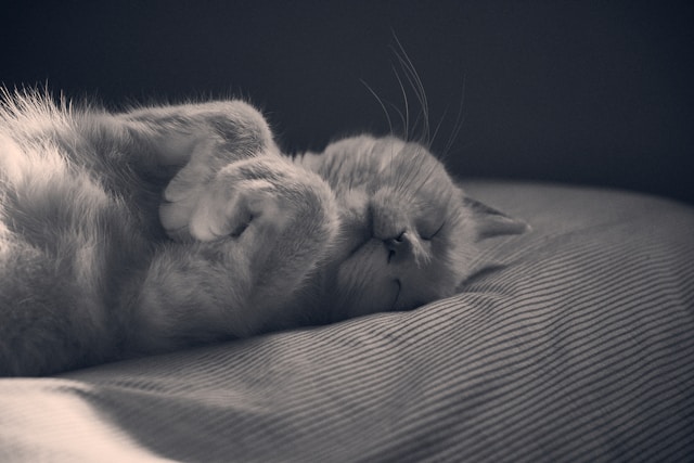 ① 税法上の扶養から外れる、年収123万円の壁とは【2025年改正】