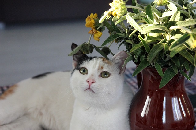 ① 2026年の1世帯8万円の物価高対策とは【4つの施策】