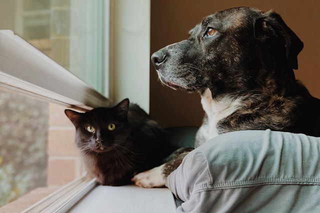 ① 年金受給者が、確定申告しなければならない場合【400万円と20万円】