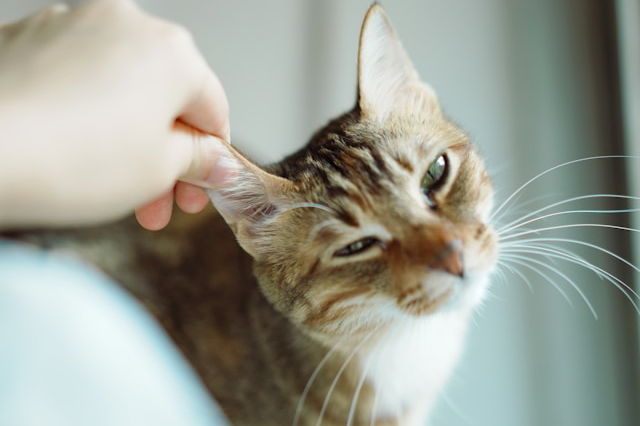 ② 年金受給者が確定申告すると、お得になるケース【不要でも、しないと損に】