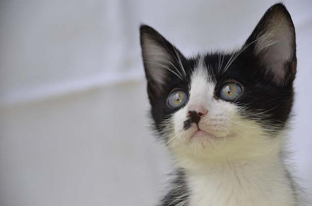 ① 国民健康保険料は、低所得者に軽減措置あり【無職で収入ゼロでも課税】