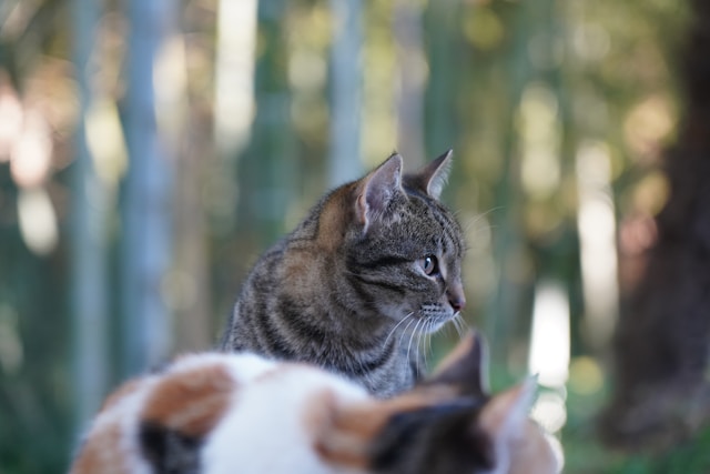 ② 2026年の改正で、年金受給者は年収いくらまで扶養に入れるか【年金＋給与収入】