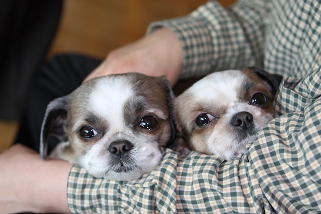 ② 住民税非課税世帯になるには【単身者と扶養家族の違い】