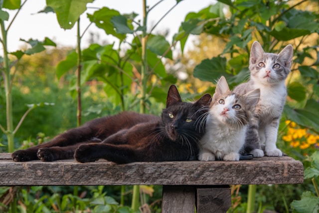 ① 健康保険法改正で、金融所得を健康保険料に反映【75歳以上】