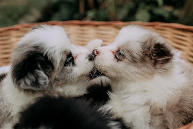 ② 年金生活者支援給付金の申請方法【3ステップ】