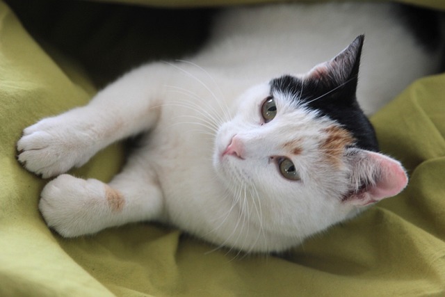 ② 高齢の親・配偶者を扶養に入れる、メリット・デメリット【健康保険料と税金】