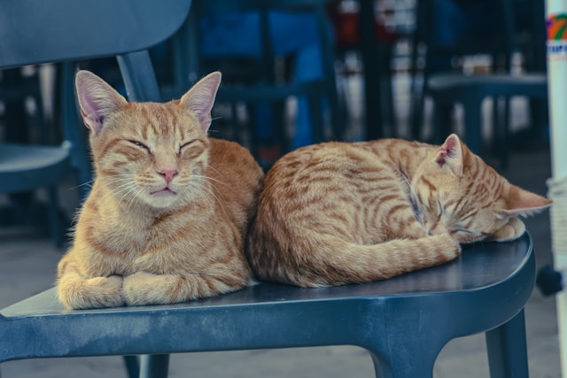 ① 高額療養費制度のしくみとは【公的健康保険のセーフティネット】