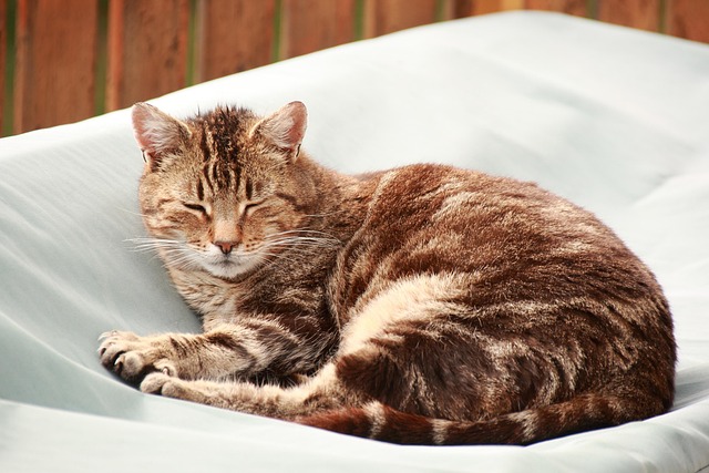 ③ まとめ：40歳から、介護保険料の負担が必要。65歳以上には減免措置あり